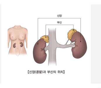 부신기능 저하증 원인 검사 자연 치료