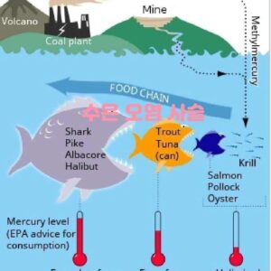 수은 오염 