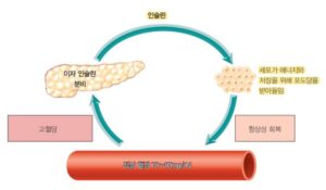 제 1형 제 2형 당뇨병